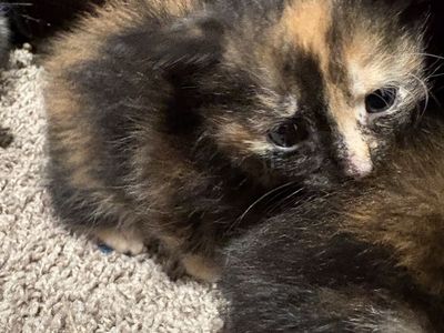Female calico kittens