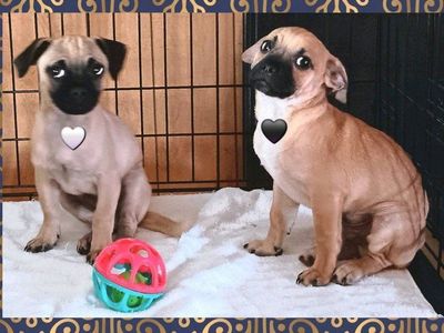 *LAST 2* Cutest Chihuahua/ Pug Male Puppies (Chug) *Happy To Deliver*