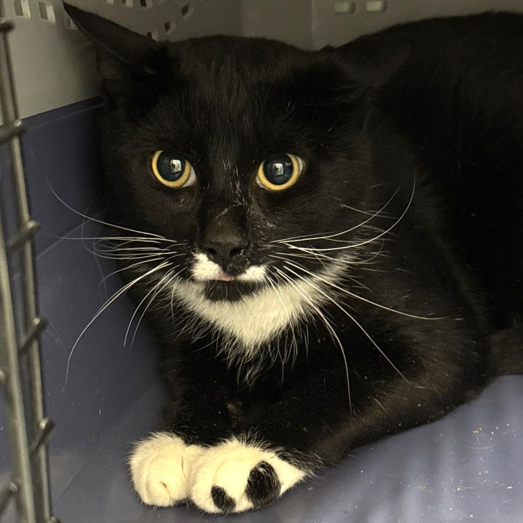 Hello my name is Breckenridge