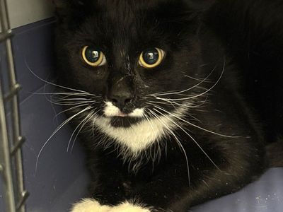 Hello my name is Breckenridge