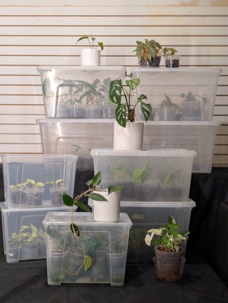 Various live house plants: Monstera, Begonia, Philodendron, Pothos, in propagation boxes