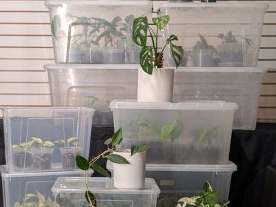 Various live house plants: Monstera, Begonia, Philodendron, Pothos, in propagation boxes
