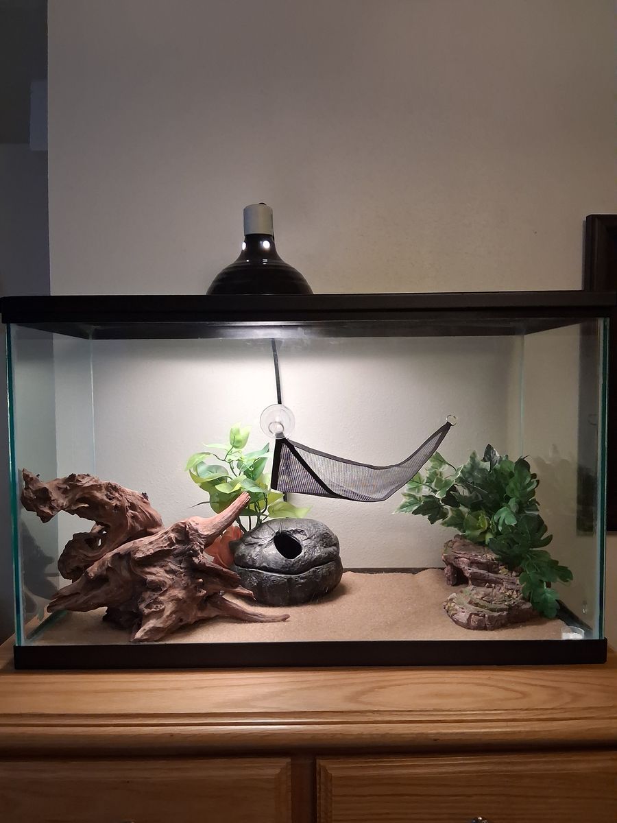 Leopard Gecko and tank setup