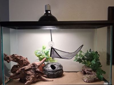 Leopard Gecko and tank setup