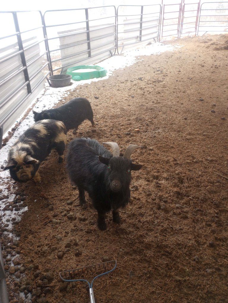 goats and pigs