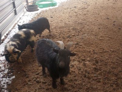 goats and pigs