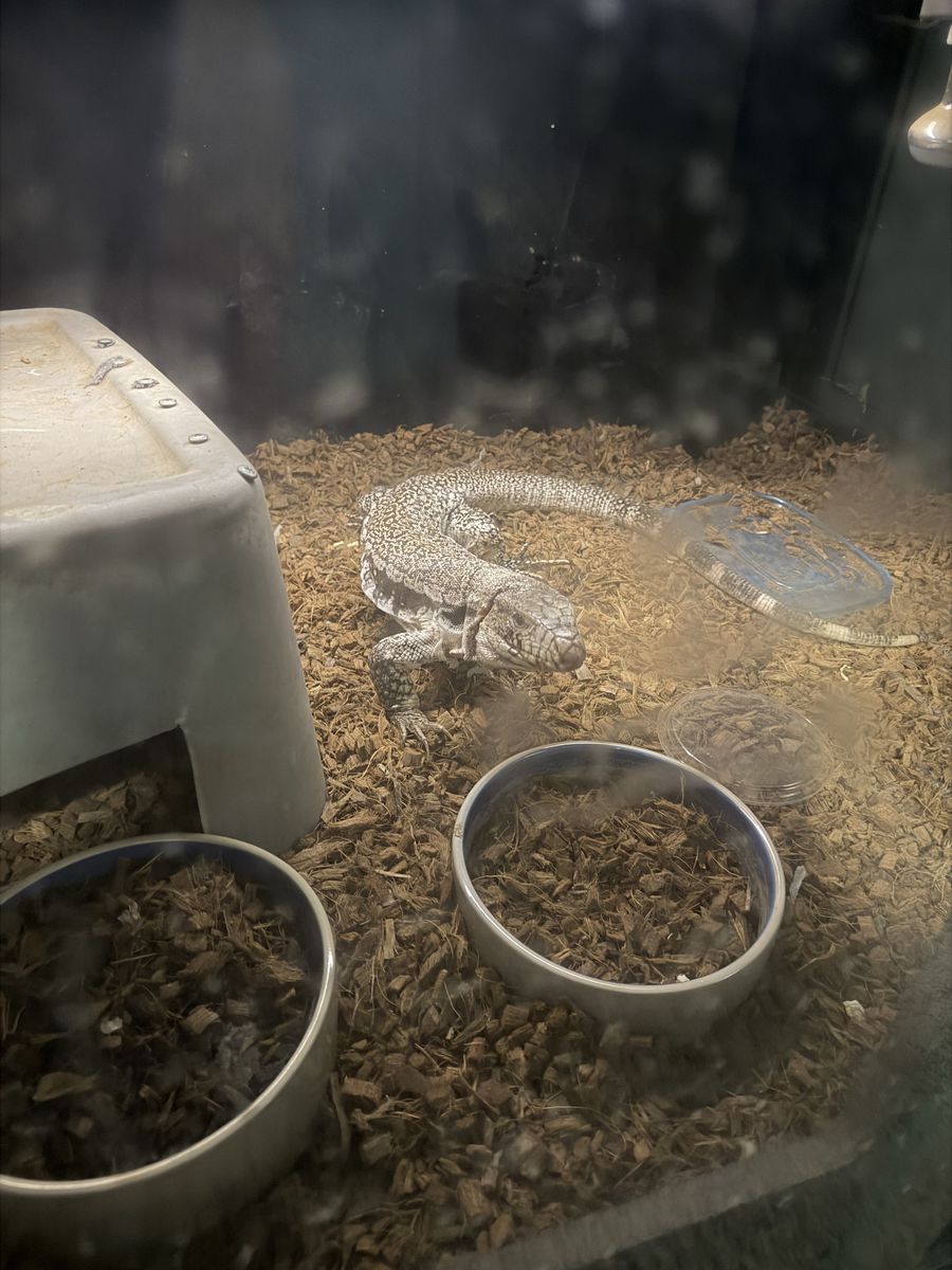 Pink panther tegu