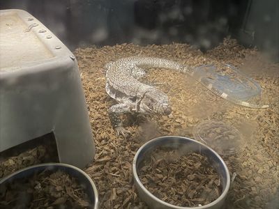Pink panther tegu