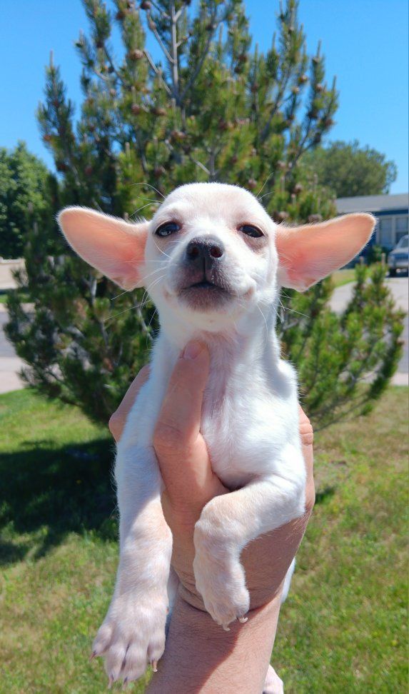 2) Perfect Tiny Deer Chihuahua Puppies. Pure White/ Peach Male. Blue/ Tan Merle Female. (Free Delivery)