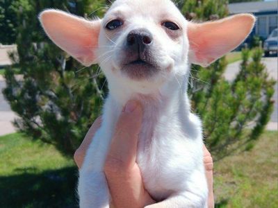 2) Perfect Tiny Deer Chihuahua Puppies. Pure White/ Peach Male. Blue/ Tan Merle Female. (Free Delivery)