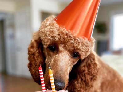 STUD Poodle AKC Small Red Standard