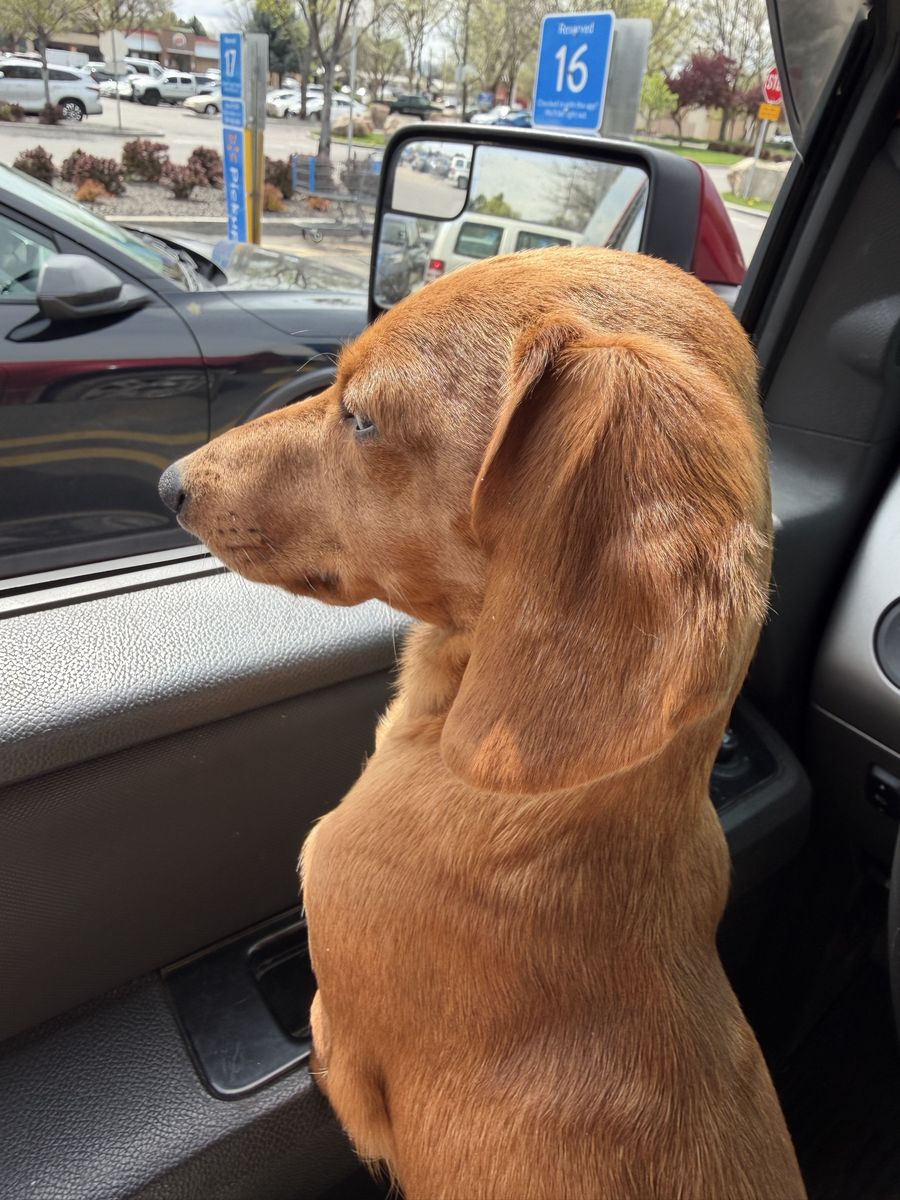 Mini Dachshund (male)