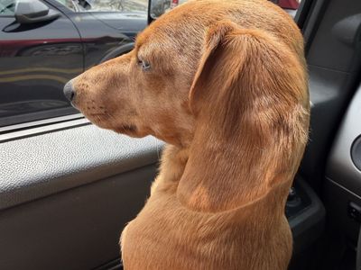 Mini Dachshund (male)