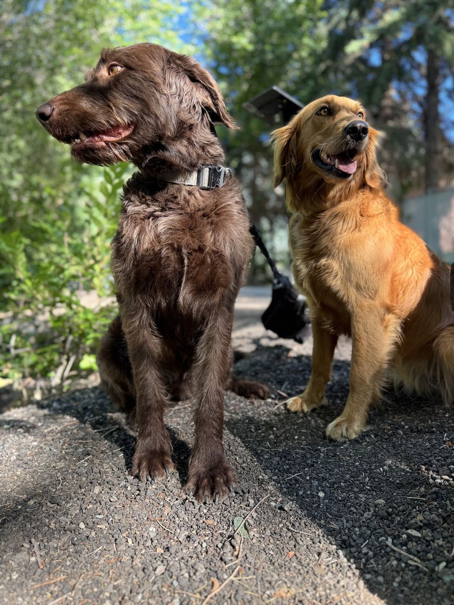 Mother-Daughter Pair – Loving Family Dogs