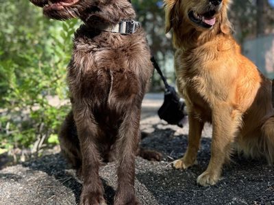 Mother-Daughter Pair – Loving Family Dogs