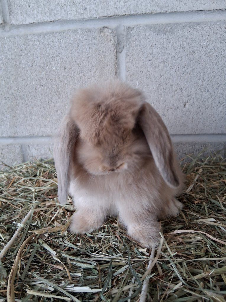 8 week old Holland lop