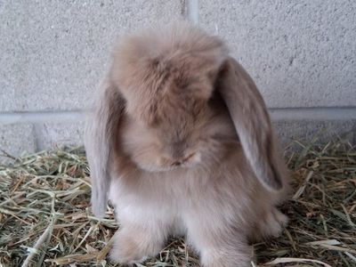 8 week old Holland lop