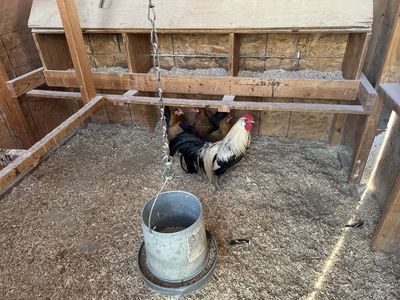 Genetic Hackle Chicken Hatching Eggs