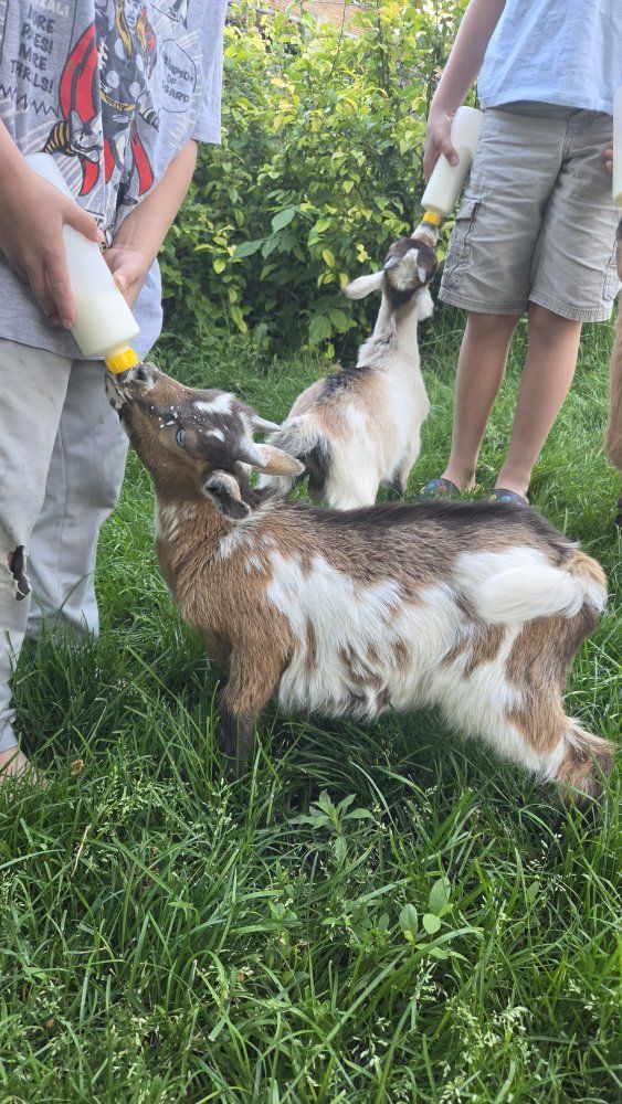 tri colored blue eye nigerian buck. bottle fed