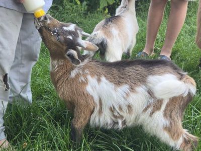 tri colored blue eye nigerian buck. bottle fed