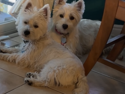Purebred Westie Puppies
