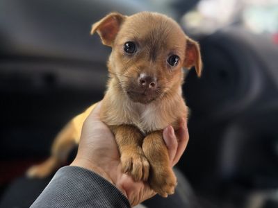 chihuahua mixes