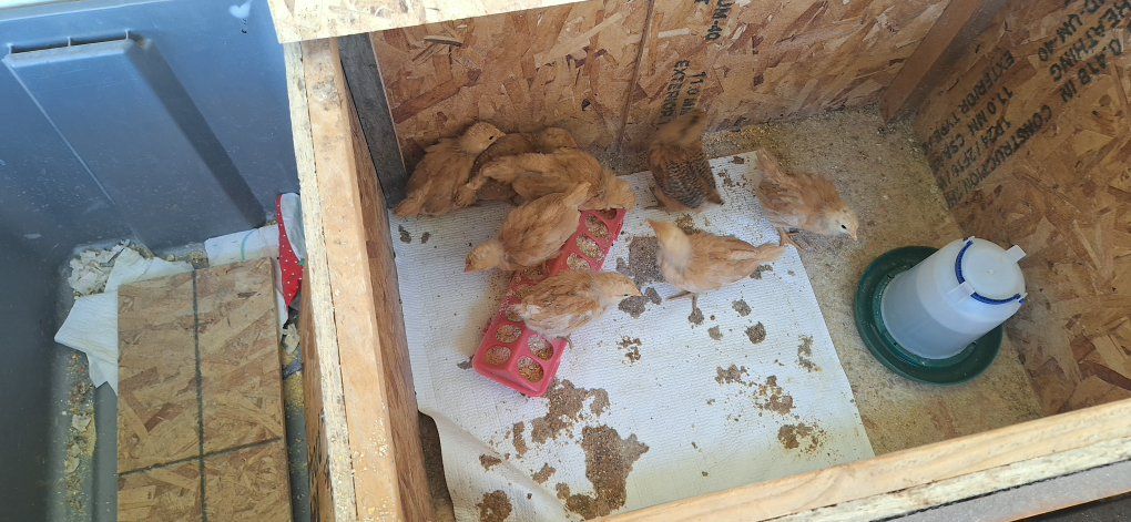 Straight Run Barnard Mix Chicks