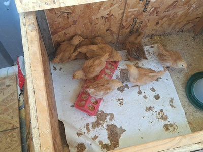 Straight Run Barnard Mix Chicks
