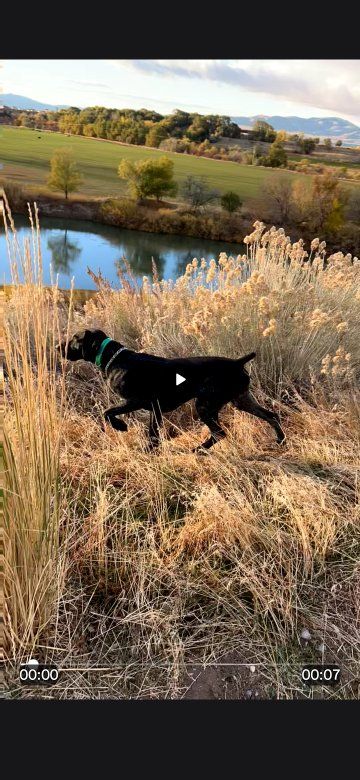 German shorthair pointer puppies