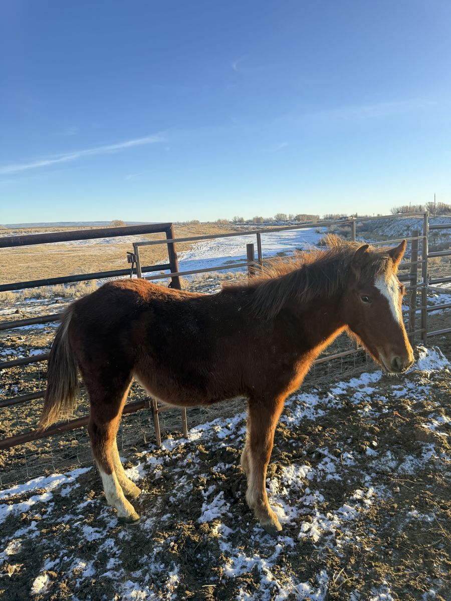 11 Month Colt