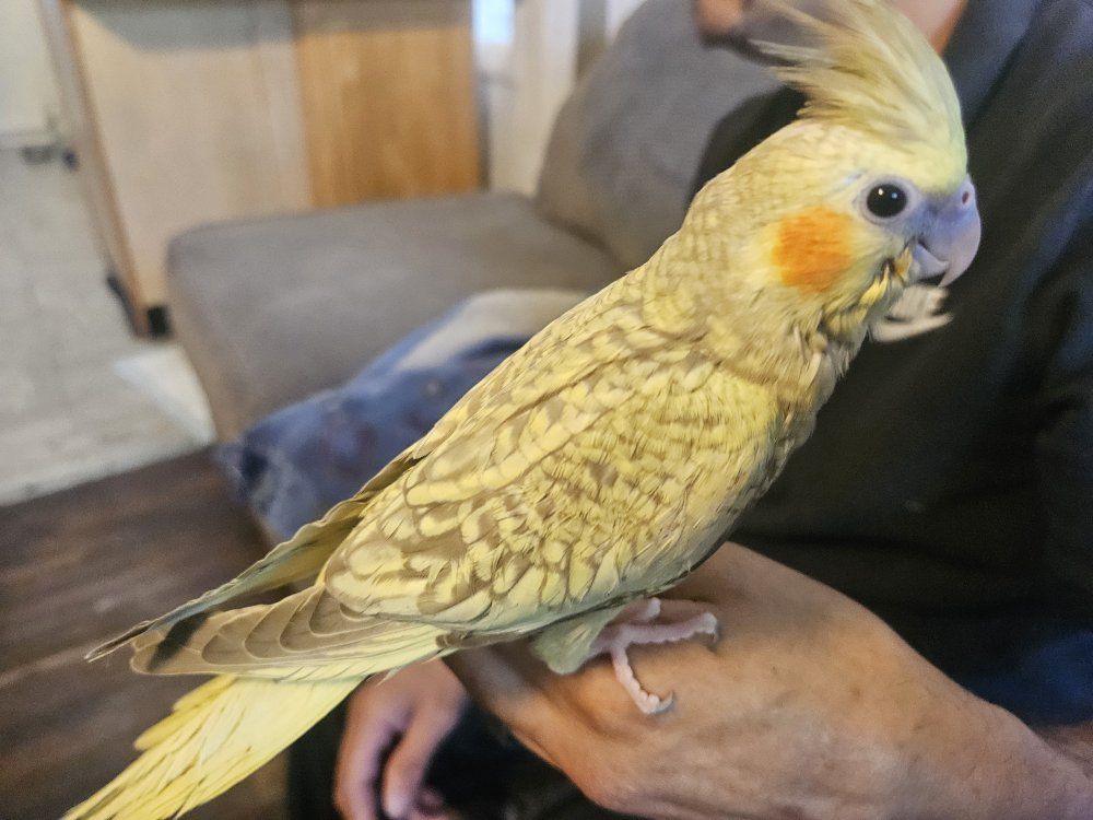 Hand-Fed Baby Pearl Cockatiel