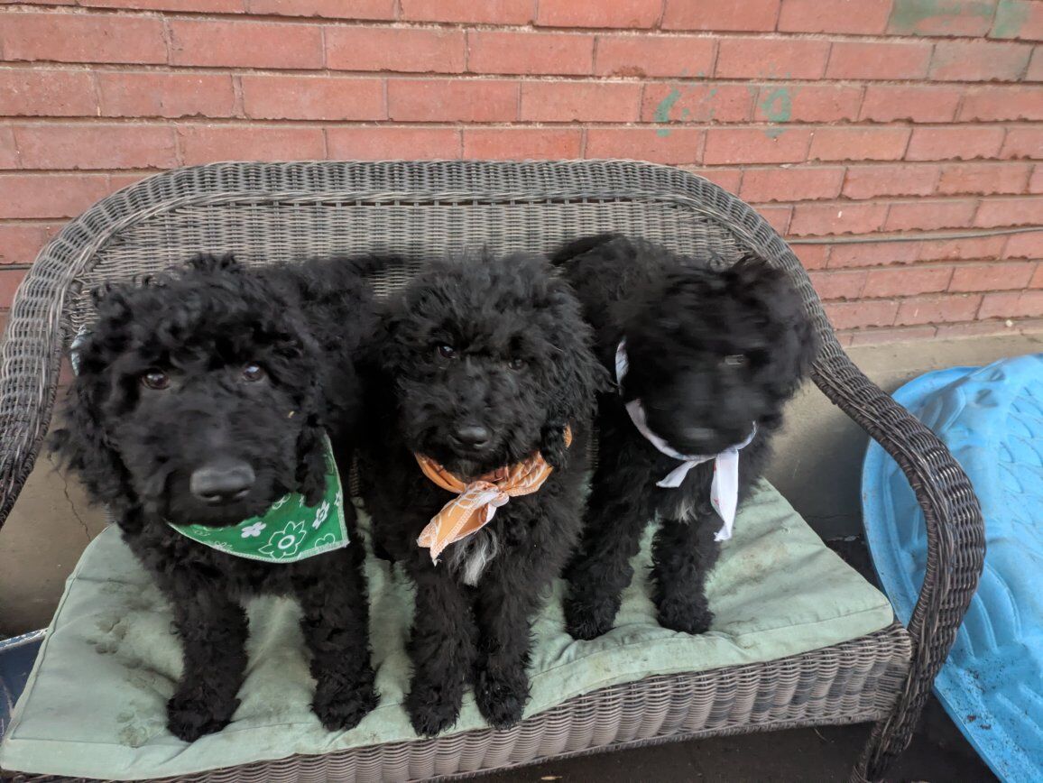 AUSSIE-DOODLE Mix puppies