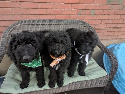 AUSSIE-DOODLE Mix puppies