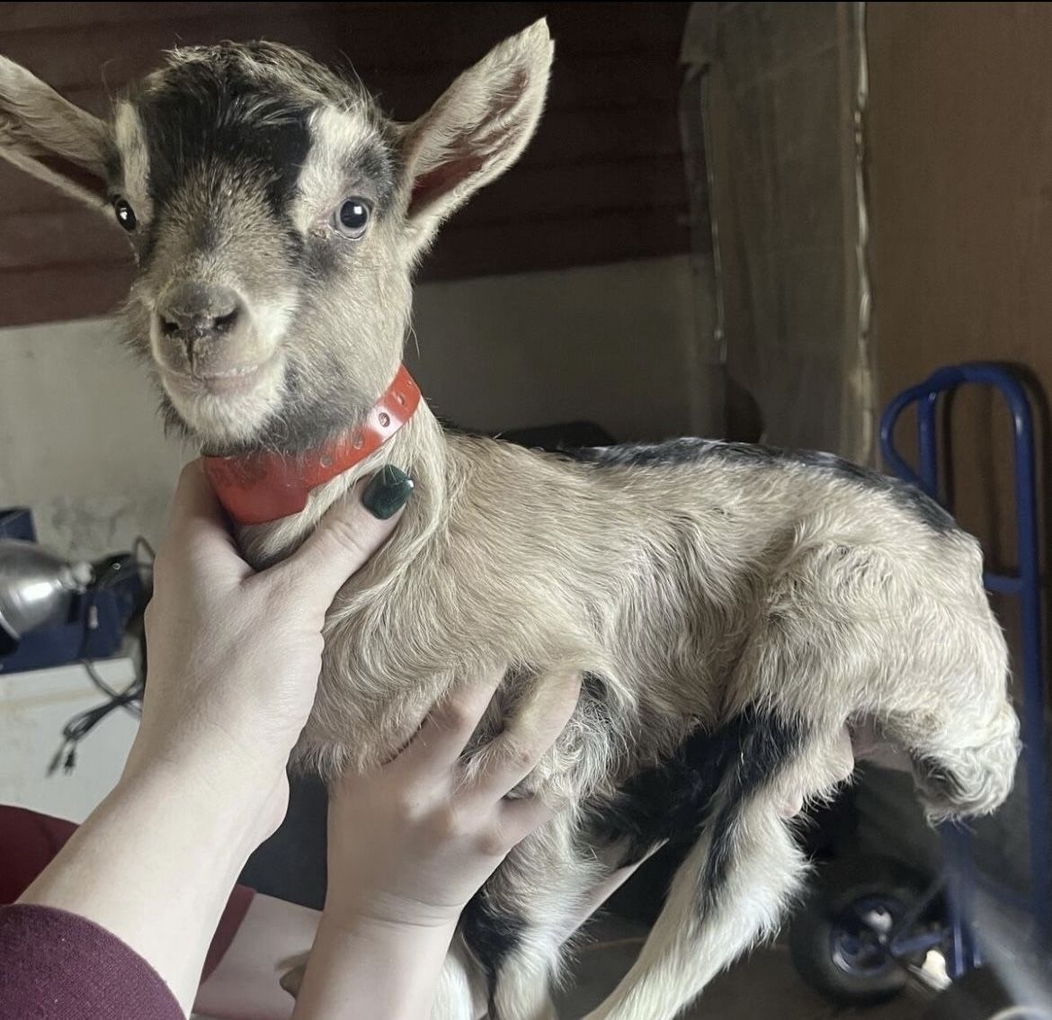 Purebred Alpine Bottle Babies