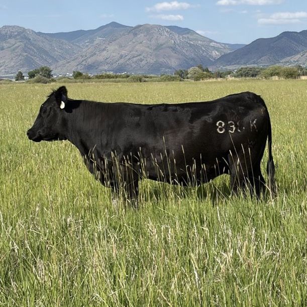 Bred Cow - Registered Purebred Simmental