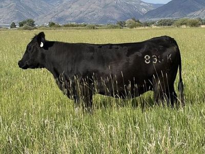 Bred Cow - Registered Purebred Simmental