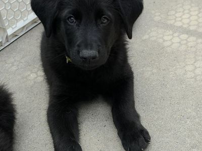 2 Left!!! Golden Retriever / German Shepherd Puppies!