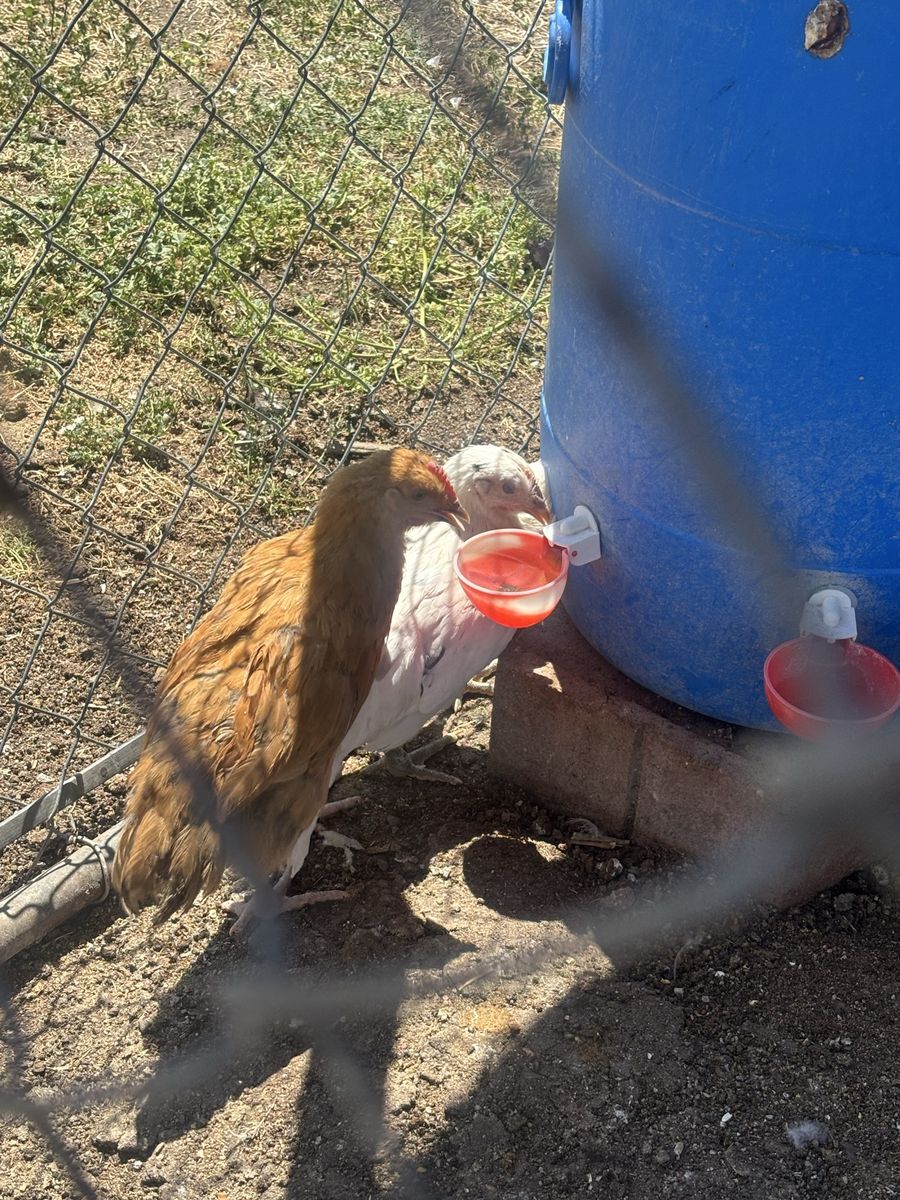2 chicks for sale