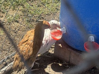 2 chicks for sale