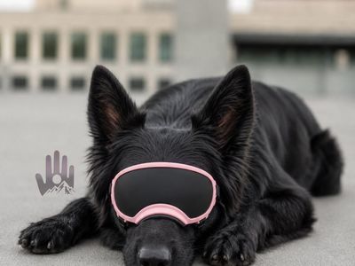 AKC Black Long Coated Shepherd