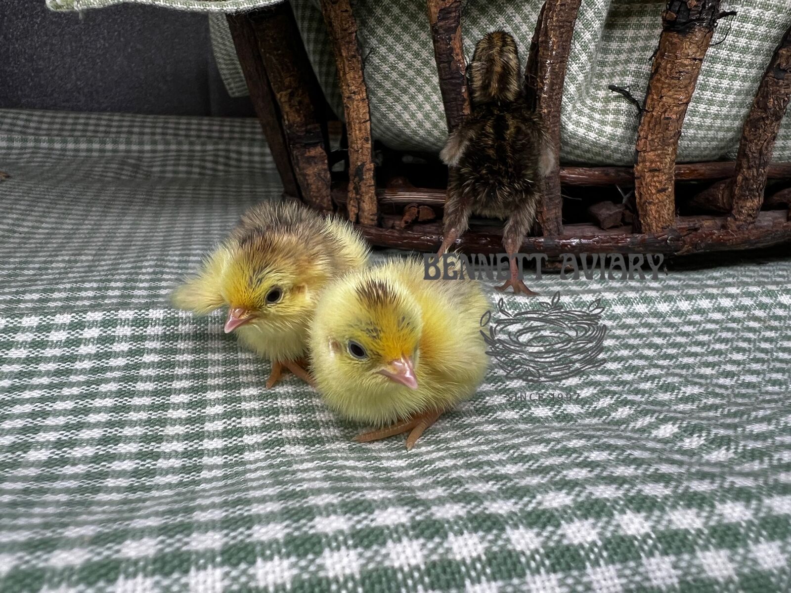 Button Quail Chicks