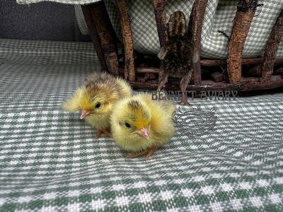Button Quail Chicks