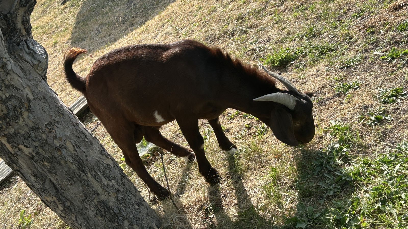 Red bore goat