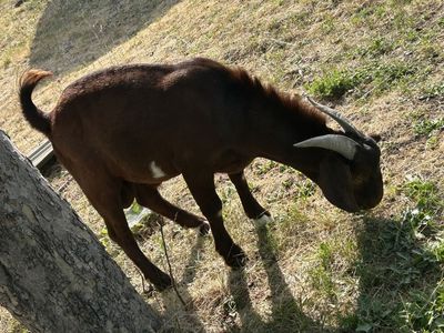 Red bore goat