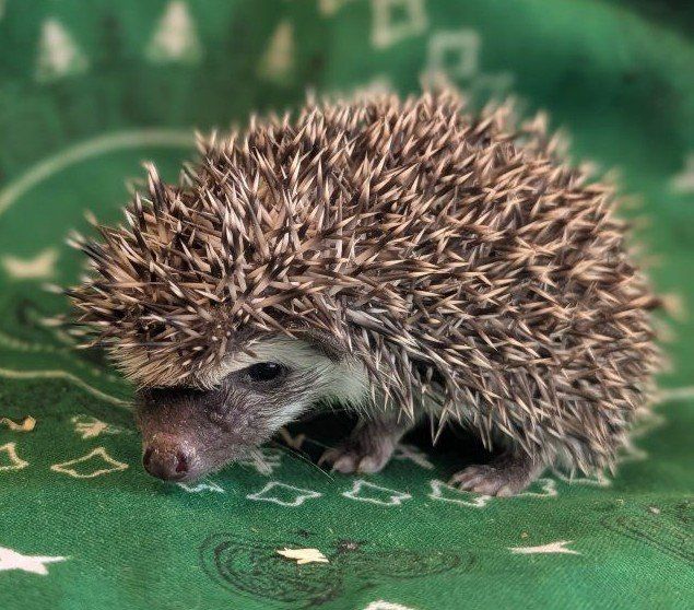 Adorable Baby Male Hedgehog - Healthy and Ready for a New Home - Archie