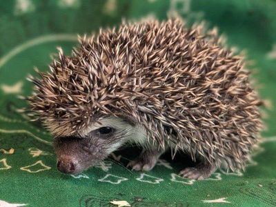 Adorable Baby Male Hedgehog - Healthy and Ready for a New Home - Archie