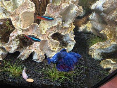 Betta Fish - Vibrant Blue & Red Male, Live Aquarium Pet