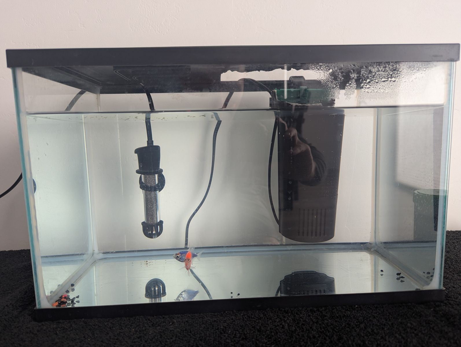 5 gallon fish tank with 2 glo fish