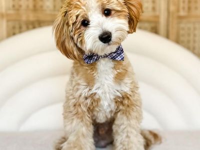 Toby - 13 lbs -/- 24.8% GR Tuxedo Multigen Toy Goldendoodle Stud