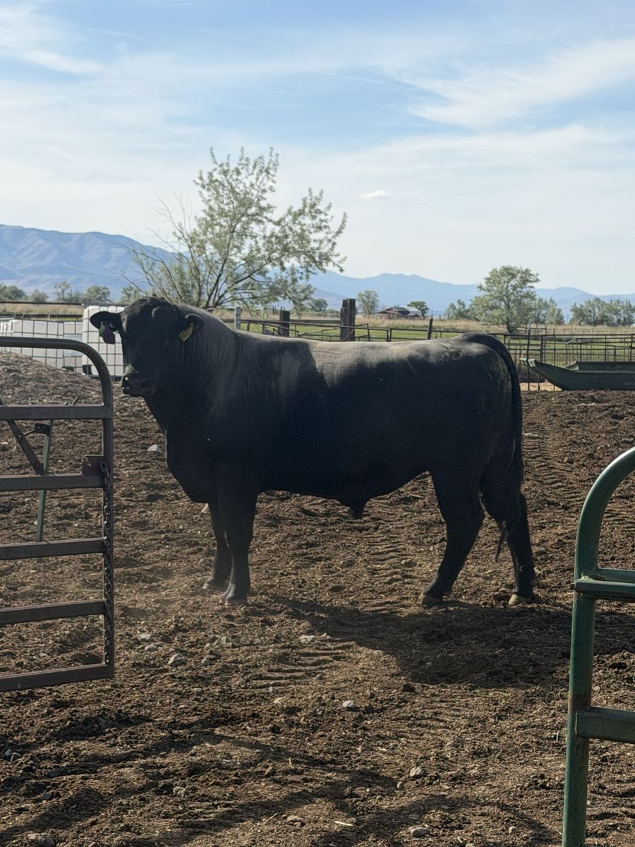 Angus Bull